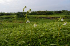 Habenaria longicorniculata